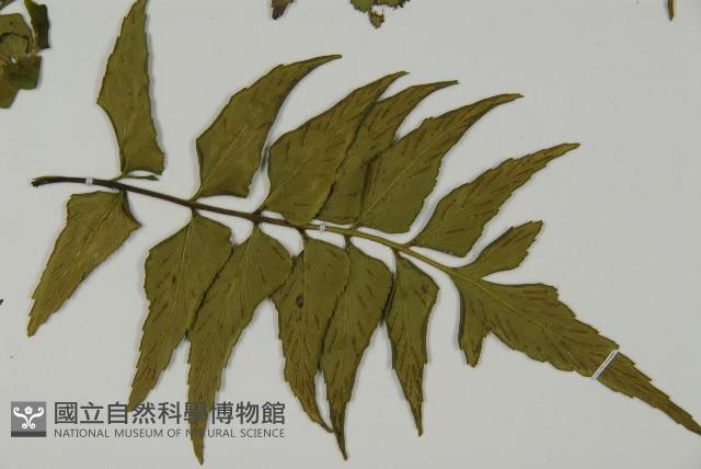 革葉鐵角蕨藏品圖，第3張