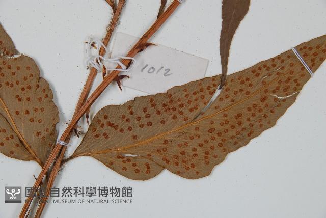 披針貫眾蕨藏品圖，第3張