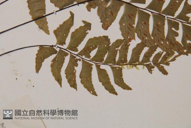 單邊鐵角蕨藏品圖，第3張