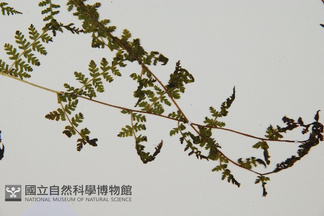 毛冷蕨藏品圖，第3張