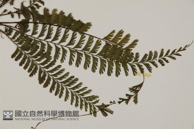 鞭葉鐵線蕨藏品圖，第3張