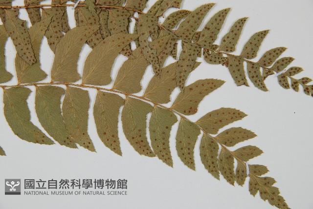 鐮羽貫眾藏品圖，第3張