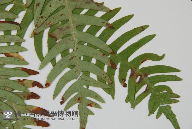 韓氏羅曼蕨藏品圖，第3張