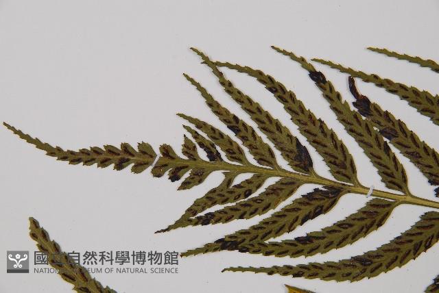 萊氏鐵角蕨藏品圖，第3張