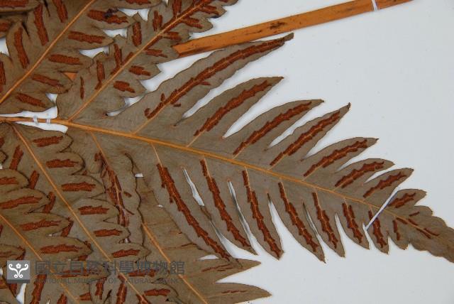 日本狗脊蕨藏品圖，第3張