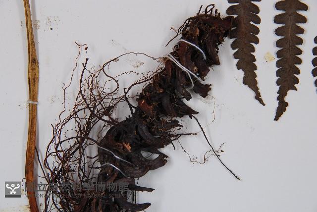 黑葉貞蕨藏品圖，第3張