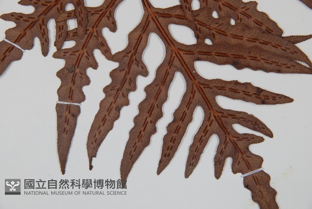 裂羽崇澍蕨藏品圖，第3張