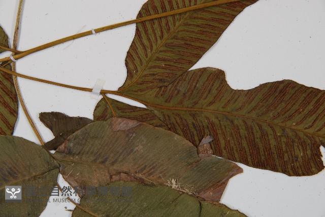 細柄雙蓋蕨藏品圖，第3張
