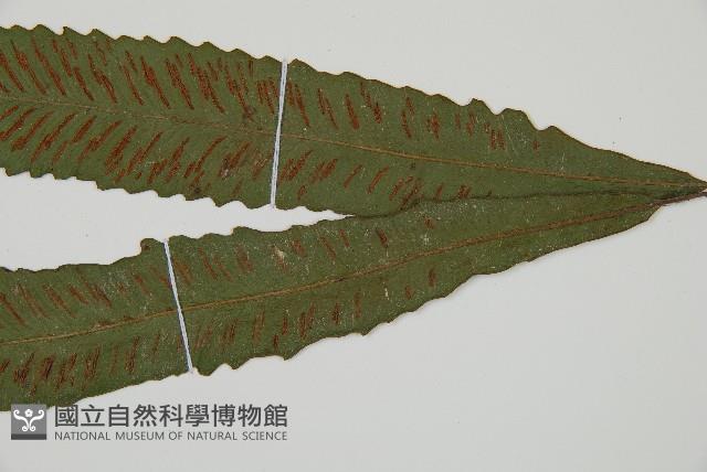 單葉雙蓋蕨藏品圖，第3張