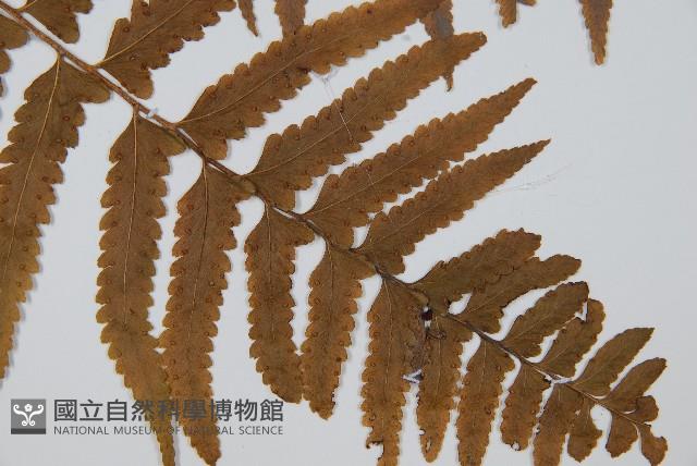 邊緣鱗蓋蕨藏品圖，第3張