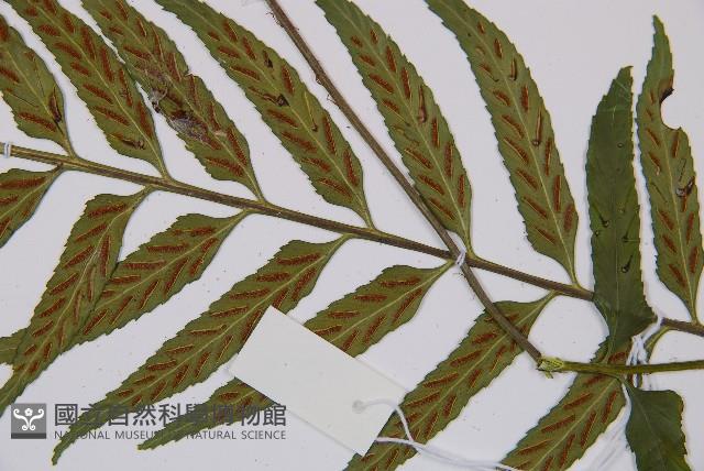 萊氏鐵角蕨藏品圖，第3張