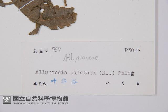 毛柄短腸蕨藏品圖，第3張