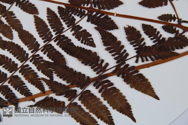 東北角蕨藏品圖，第3張