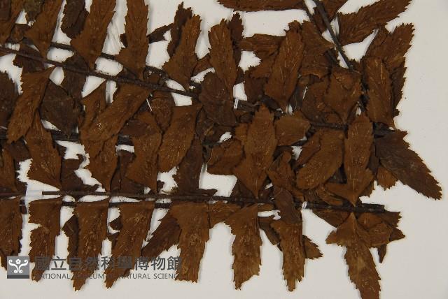 毛軸鐵角蕨藏品圖，第3張