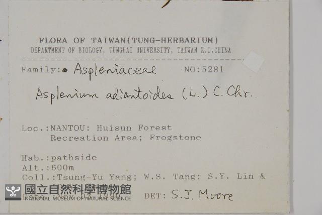 革葉鐵角蕨藏品圖，第2張