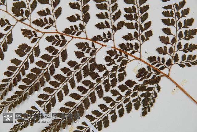 臺灣兩面複葉耳蕨藏品圖，第3張