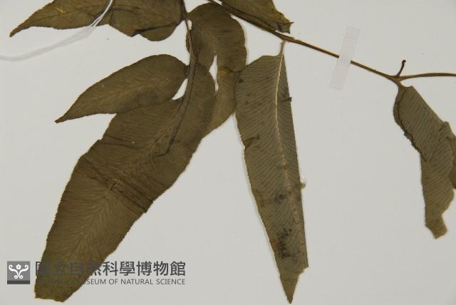 Accession Number:P004027 Collection Image, Figure 3, Total 5 Figures