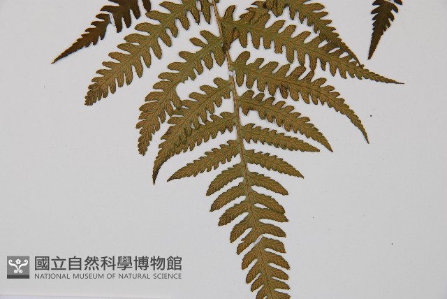 東洋蹄蓋蕨藏品圖，第3張