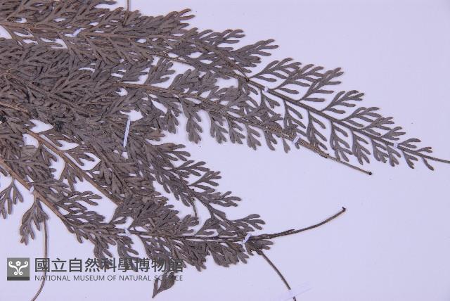 長生鐵角蕨藏品圖，第3張