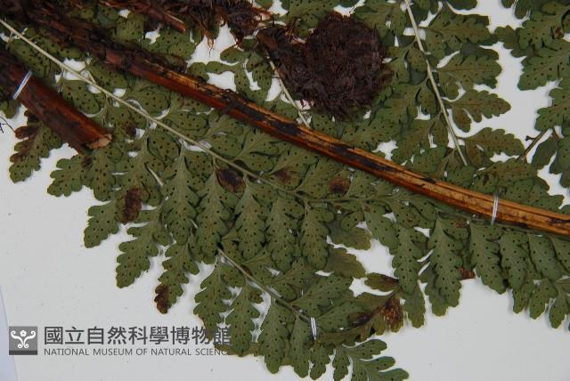 哈氏假複葉耳蕨藏品圖，第3張