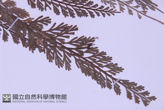 長生鐵角蕨藏品圖，第3張