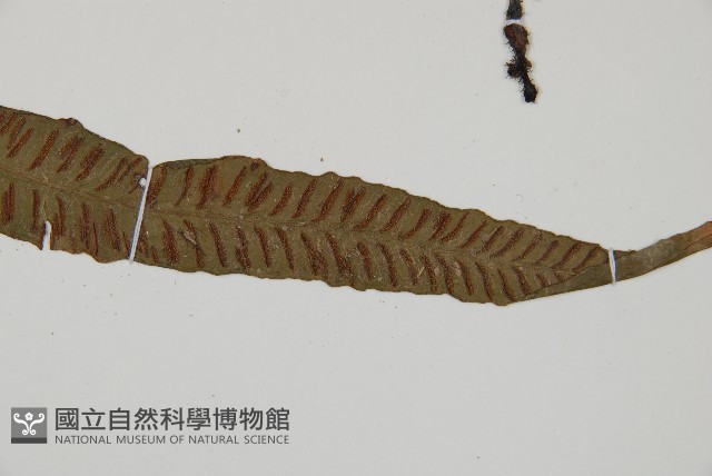 單葉雙蓋蕨藏品圖，第2張