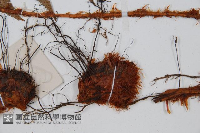 闊鱗鱗毛蕨藏品圖，第3張
