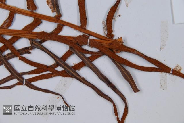 蘇鐵蕨藏品圖，第6張