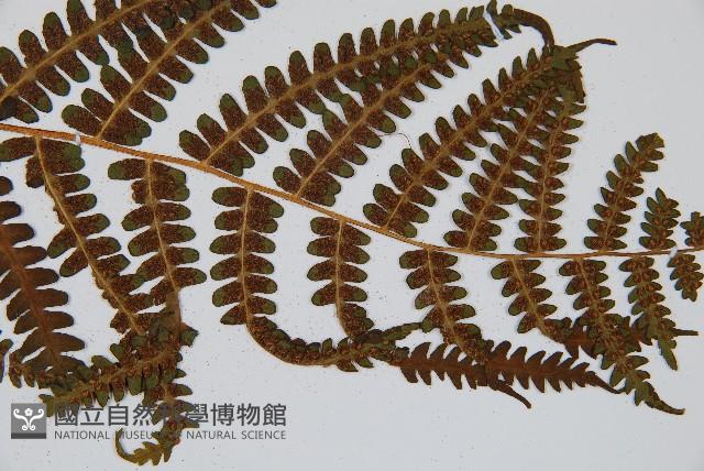 華中峨眉蕨藏品圖，第6張