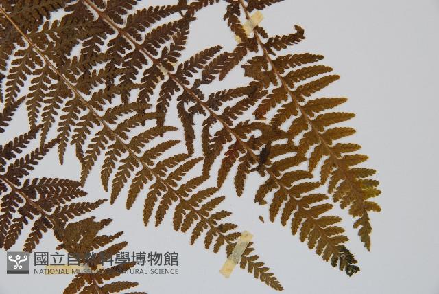 司氏碗蕨藏品圖，第3張