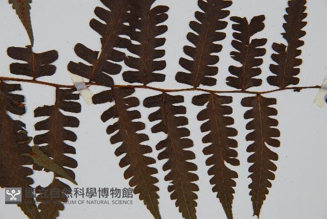 德氏雙蓋蕨藏品圖，第3張