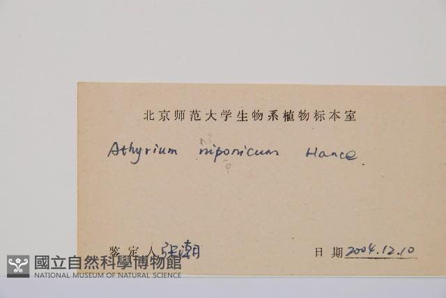 日本蹄蓋蕨藏品圖，第3張