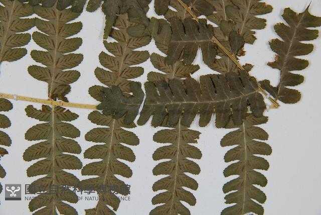 擬德氏雙蓋蕨藏品圖，第3張