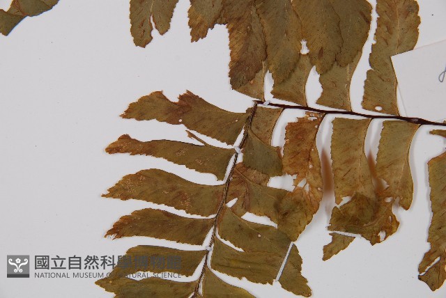 剪葉鐵角蕨藏品圖，第3張