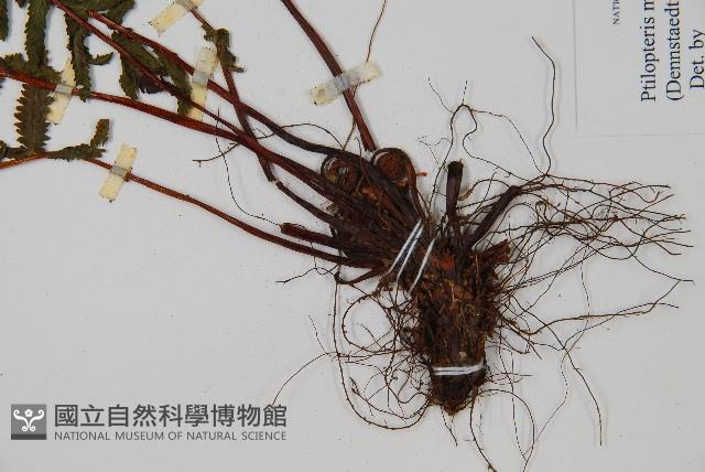 岩穴蕨藏品圖，第3張