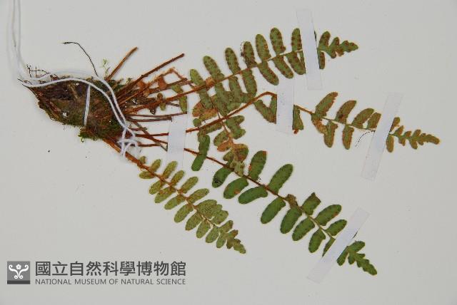 岩蕨藏品圖，第3張