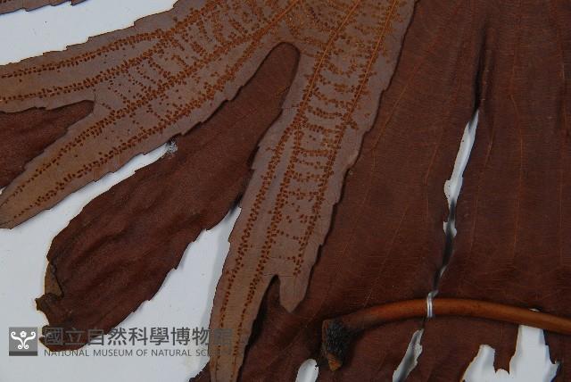雙扇蕨藏品圖，第6張