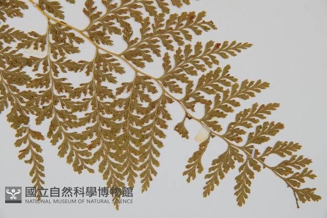 Accession Number:P000427 Collection Image, Figure 3, Total 4 Figures