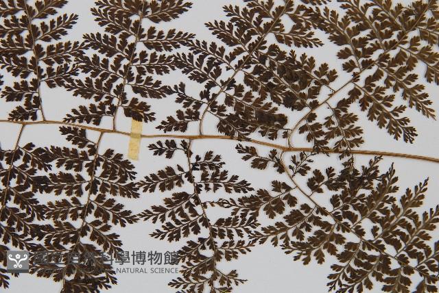 稀子蕨藏品圖，第3張