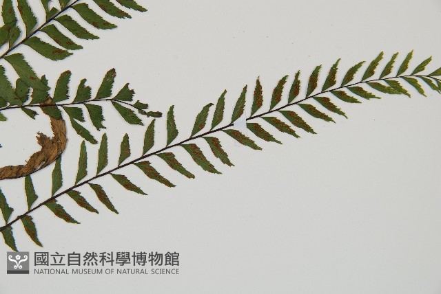 單邊鐵角蕨藏品圖，第6張