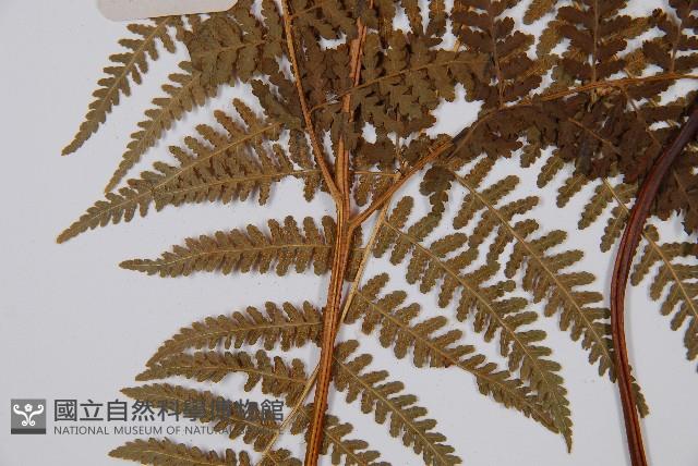 姬蕨藏品圖，第3張