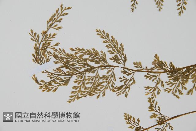 薄葉鐵角蕨藏品圖，第3張