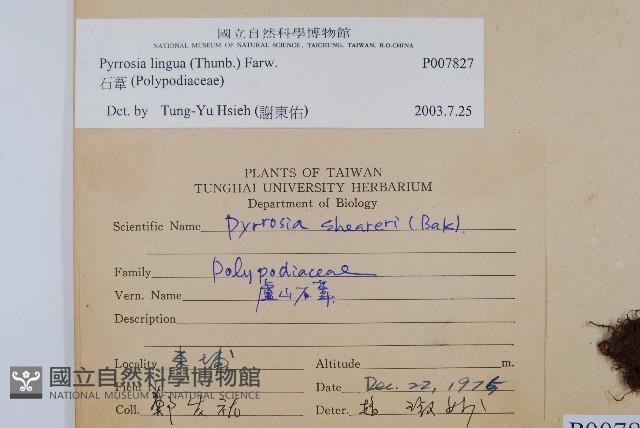 石葦藏品圖，第2張