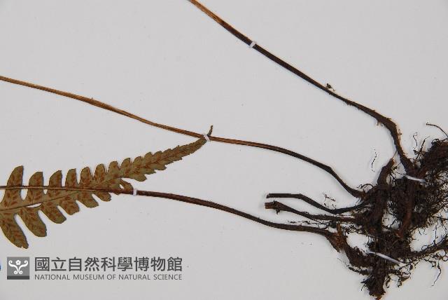 東洋蹄蓋蕨藏品圖，第3張