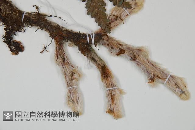 杯狀蓋陰石蕨藏品圖，第3張