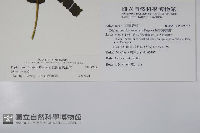 廣葉鋸齒雙蓋蕨藏品圖，第2張