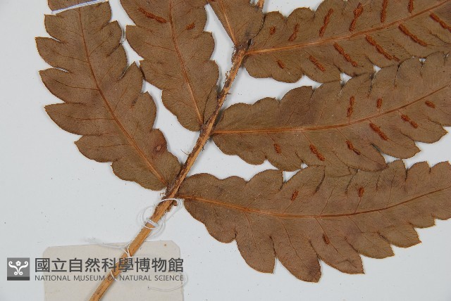 日本狗脊蕨藏品圖，第3張