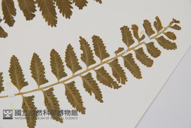 鈍齒鐵角蕨藏品圖，第3張