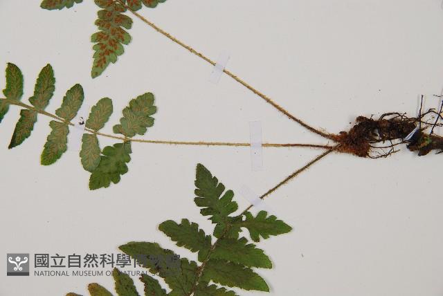 馬祖耳蕨藏品圖，第3張