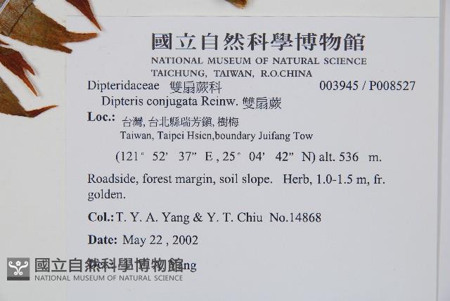 雙扇蕨藏品圖，第2張